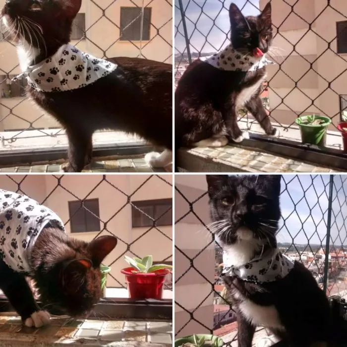 Gato ra a Srd idade 2 a 6 meses nome Pantufa