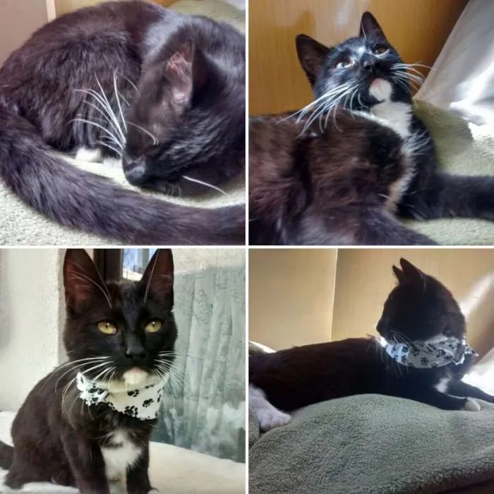 Gato ra a Srd idade 2 a 6 meses nome Pantufa