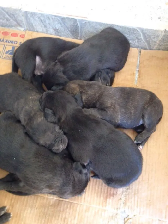 Cachorro ra a Indefinida idade Abaixo de 2 meses nome Sem nome 
