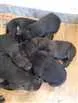 Cachorro raça Indefinida idade Abaixo de 2 meses nome Sem nome 