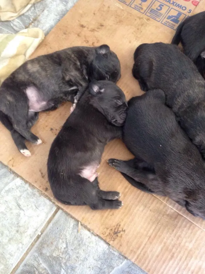 Cachorro ra a Indefinida idade Abaixo de 2 meses nome Sem nome 