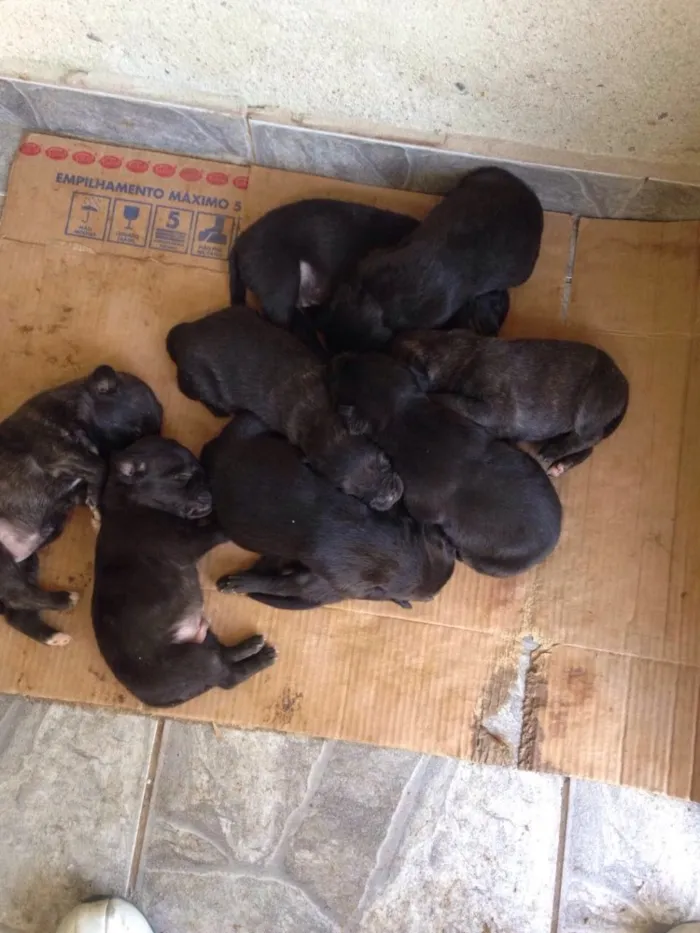 Cachorro ra a Indefinida idade Abaixo de 2 meses nome Sem nome 