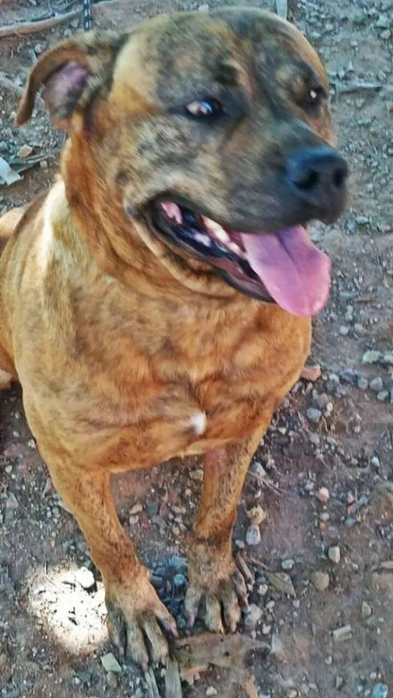 Cachorro ra a Pit-Bull idade 1 ano nome PIT  BULL