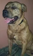 PIT  BULL