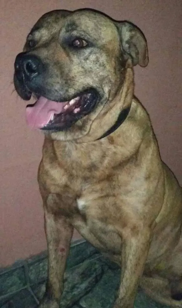 Cachorro ra a Pit-Bull idade 1 ano nome PIT  BULL