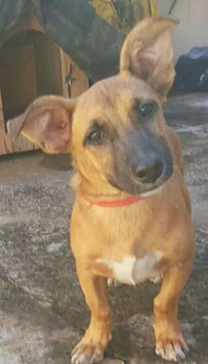 Cachorro raça misturada idade 2 a 6 meses nome maria joaquina