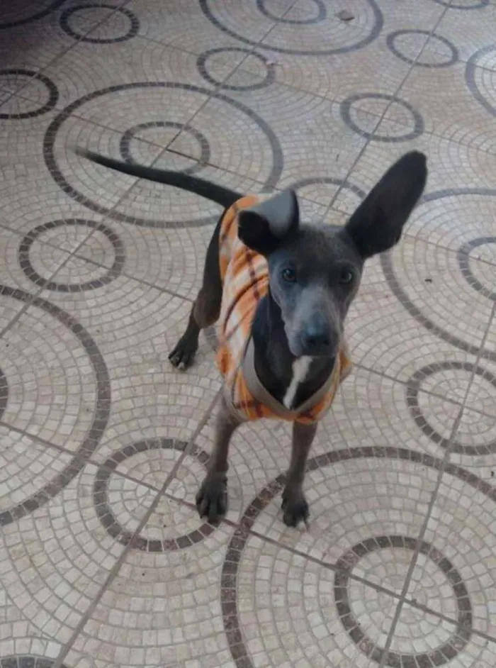 Cachorro raça SRD idade 7 a 11 meses nome Bartholomeu