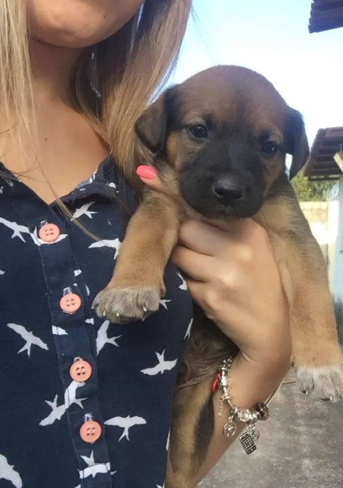 Cachorro ra a Sem raça definida idade Abaixo de 2 meses nome Filhotes