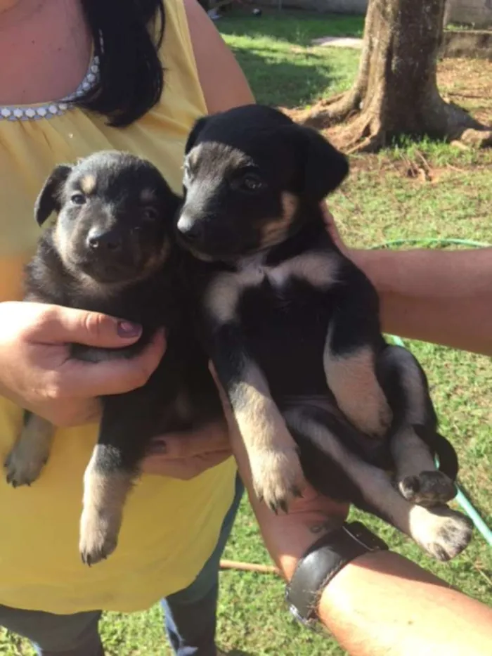 Cachorro ra a Sem raça definida idade Abaixo de 2 meses nome Filhotes