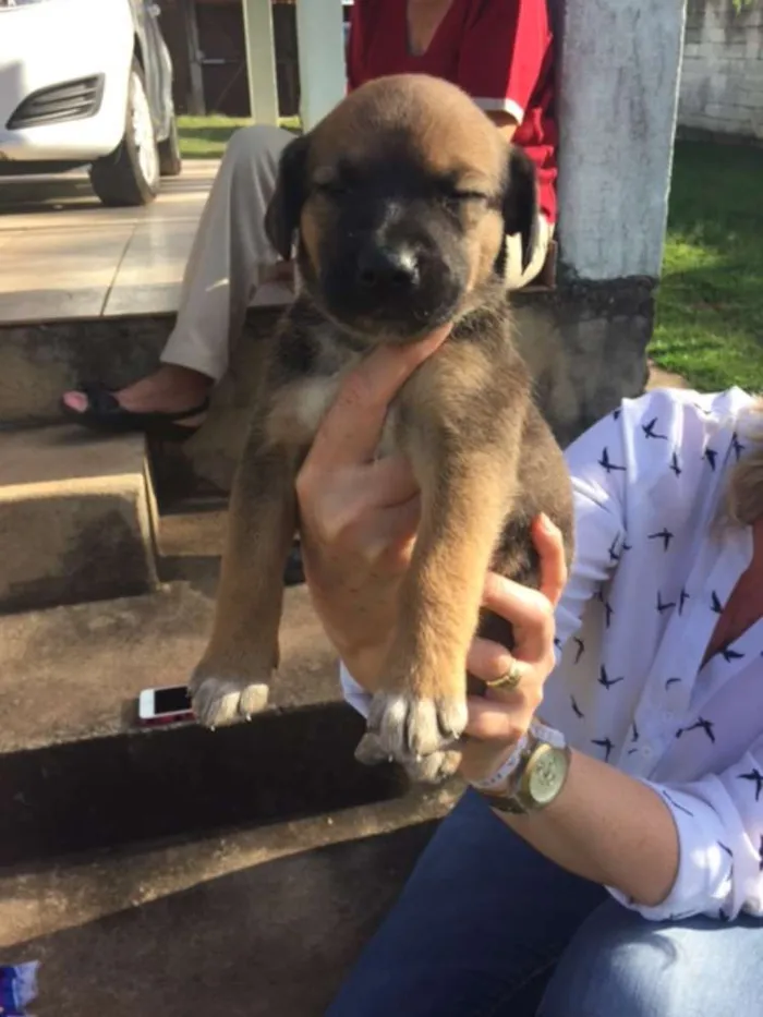 Cachorro ra a Sem raça definida idade Abaixo de 2 meses nome Filhotes