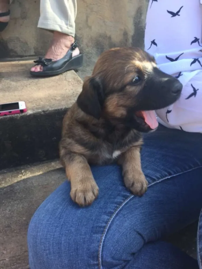 Cachorro ra a Sem raça definida idade Abaixo de 2 meses nome Filhotes