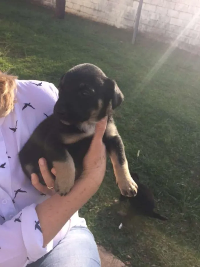 Cachorro ra a Sem raça definida idade Abaixo de 2 meses nome Filhotes