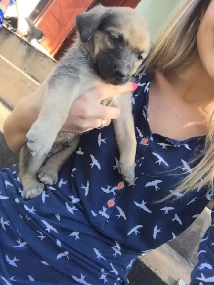 Cachorro ra a Sem raça definida idade Abaixo de 2 meses nome Filhotes