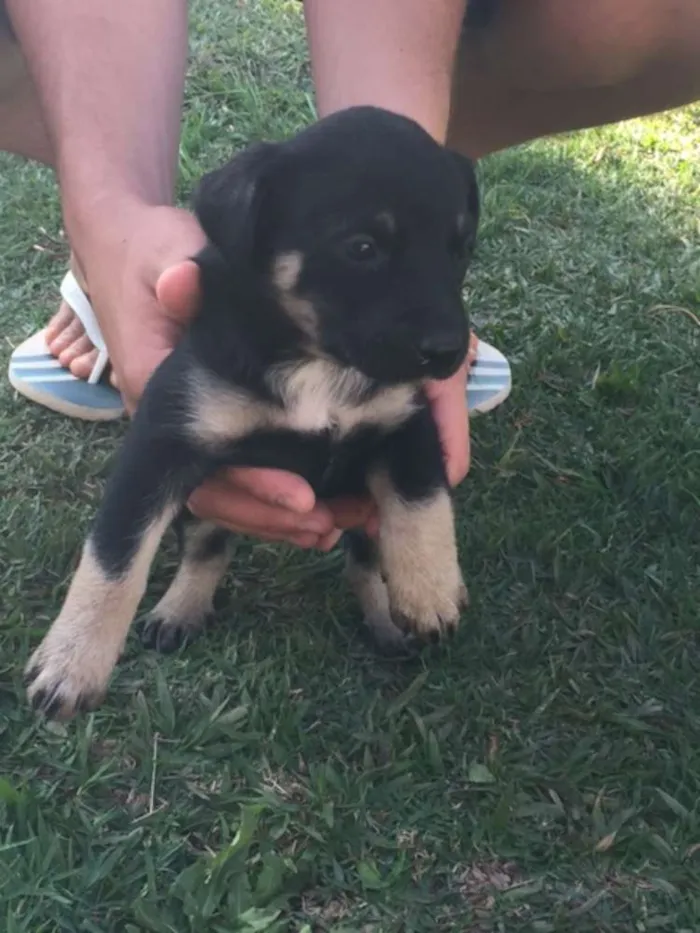 Cachorro ra a Sem raça definida idade Abaixo de 2 meses nome Filhotes