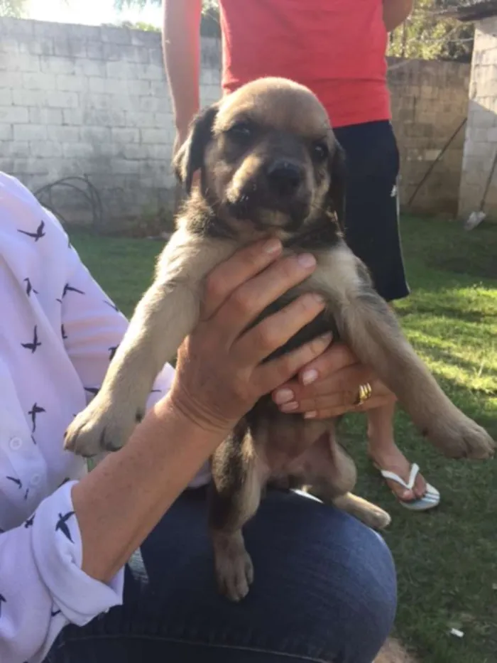 Cachorro ra a Sem raça definida idade Abaixo de 2 meses nome Filhotes