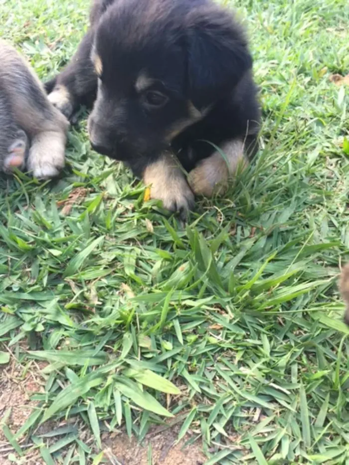 Cachorro ra a Sem raça definida idade Abaixo de 2 meses nome Filhotes