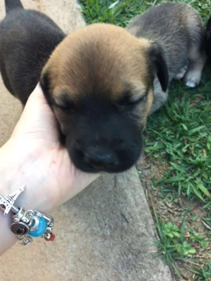 Cachorro ra a Sem raça definida idade Abaixo de 2 meses nome Filhotes
