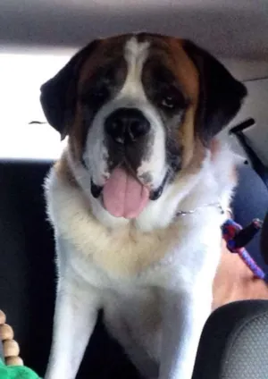Cachorro raça São Bernardo idade 5 anos nome Bethoven
