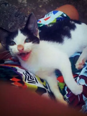 Gato raça Sianesa idade 2 a 6 meses nome Sofia