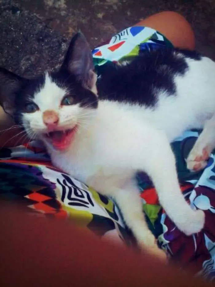 Gato ra a Sianesa idade 2 a 6 meses nome Sofia