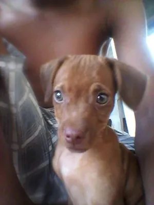 Cachorro raça Pinscher idade 1 ano nome mel