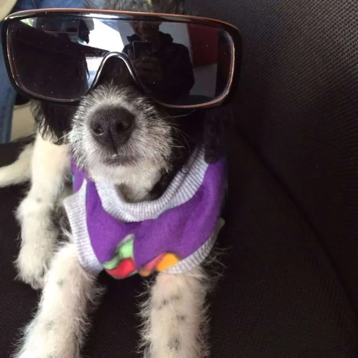 Cachorro ra a SRD idade 2 a 6 meses nome Safira