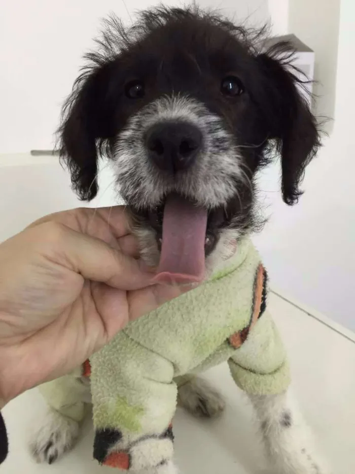 Cachorro ra a SRD idade 2 a 6 meses nome Safira