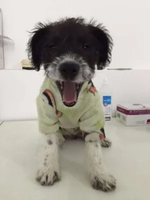 Cachorro raça SRD idade 2 a 6 meses nome Safira