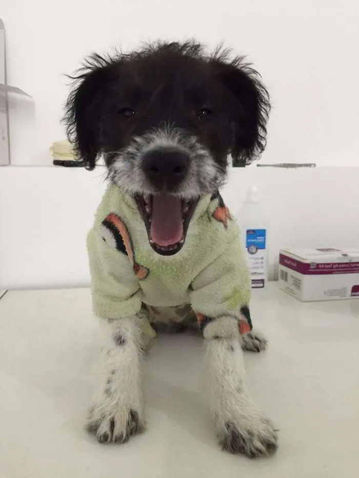 Cachorro ra a SRD idade 2 a 6 meses nome Safira