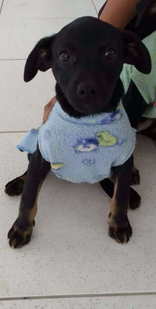 Cachorro ra a SRD idade 2 a 6 meses nome Aninha