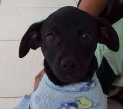 Cachorro ra a SRD idade 2 a 6 meses nome Aninha