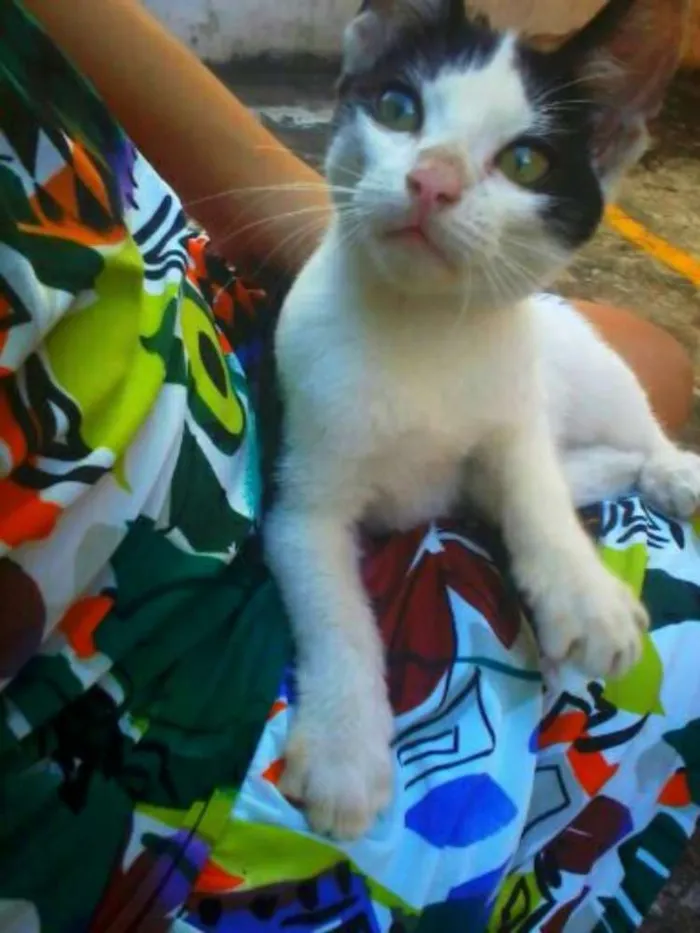 Gato ra a Sianesa idade 2 a 6 meses nome Sofia