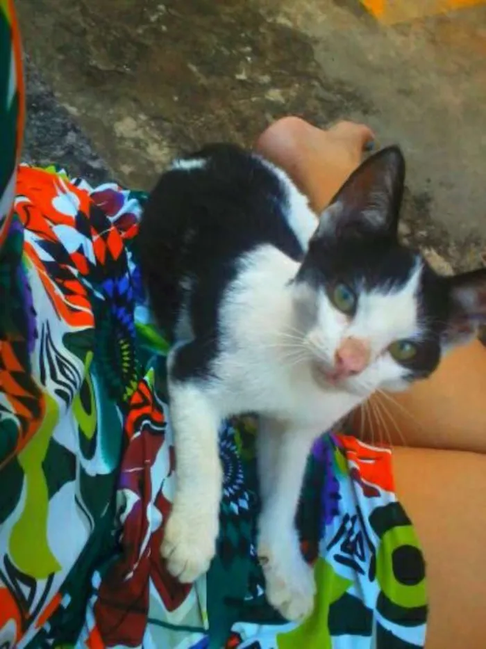 Gato ra a Sianesa idade 2 a 6 meses nome Sofia