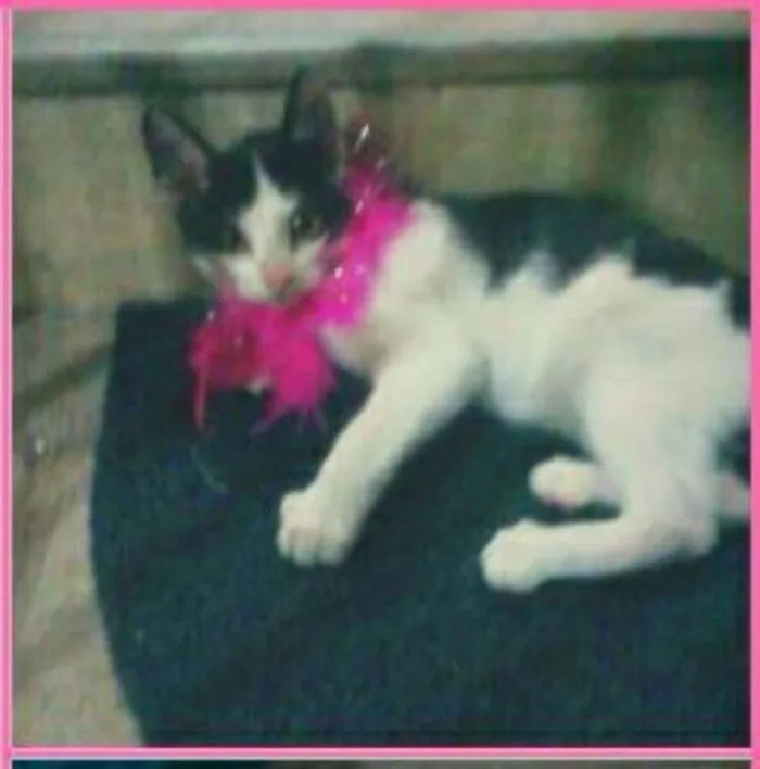 Gato ra a Sianesa idade 2 a 6 meses nome Sofia
