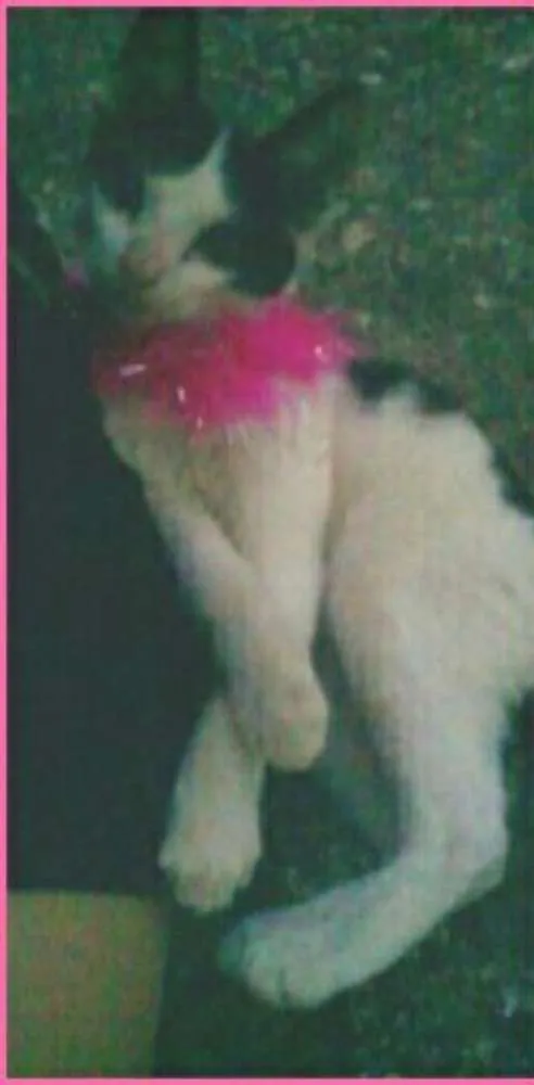 Gato ra a Sianesa idade 2 a 6 meses nome Sofia
