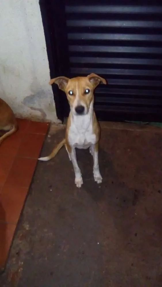 Cachorro ra a Vira-lata idade 1 ano nome Belinha 