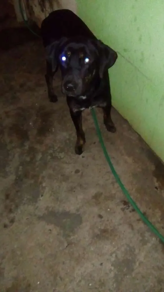 Cachorro ra a Labrador  idade 7 a 11 meses nome Bobi