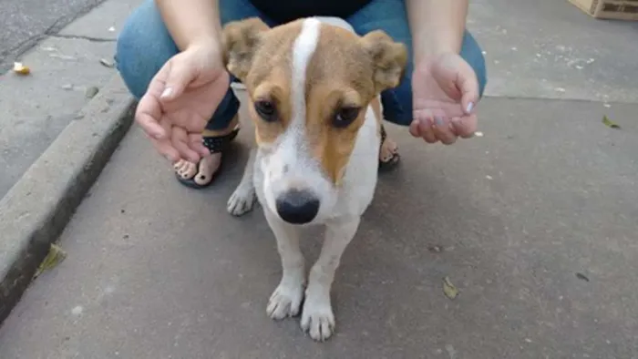 Cachorro ra a SRD idade 2 a 6 meses nome Piingo