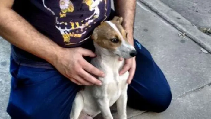 Cachorro ra a SRD idade 2 a 6 meses nome Piingo