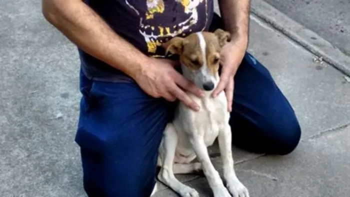 Cachorro ra a SRD idade 2 a 6 meses nome Piingo