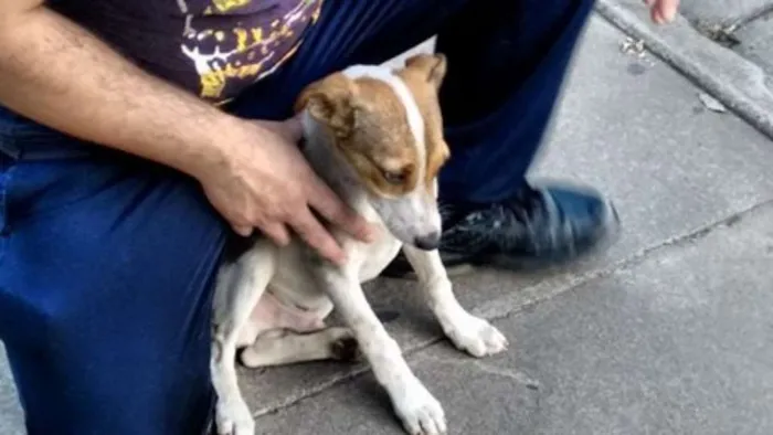 Cachorro ra a SRD idade 2 a 6 meses nome Piingo