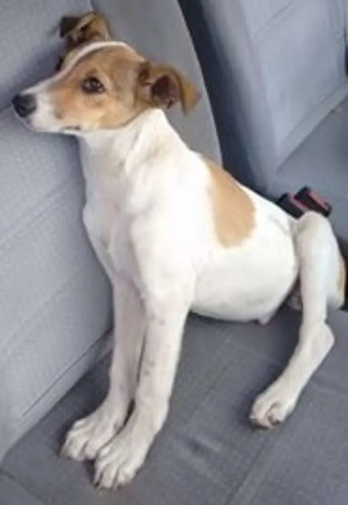 Cachorro ra a SRD idade 2 a 6 meses nome Piingo