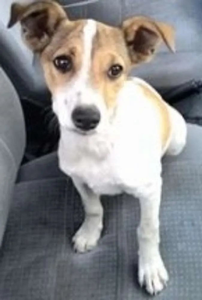 Cachorro ra a SRD idade 2 a 6 meses nome Piingo