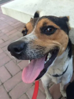 Cachorro raça Parece Fox Paulistinha  idade 2 anos nome Não sei o nome