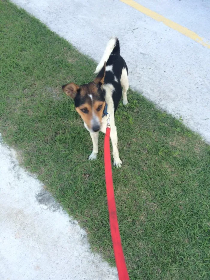 Cachorro ra a Parece Fox Paulistinha  idade 2 anos nome Não sei o nome