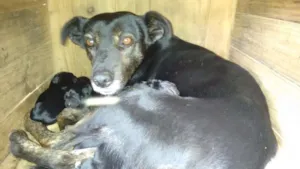 Cachorro raça Vira lata idade Abaixo de 2 meses nome Vários 