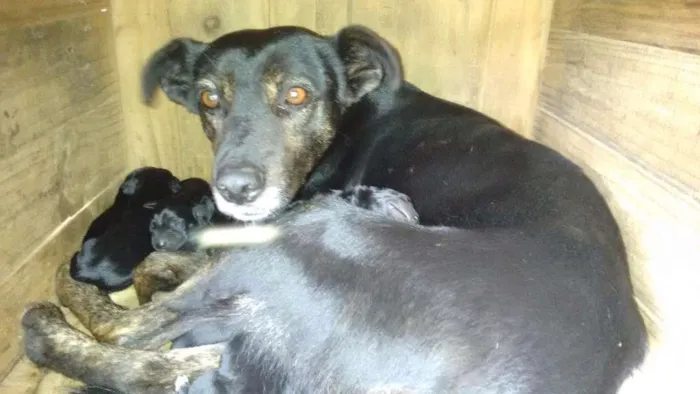 Cachorro raça Vira lata idade Abaixo de 2 meses nome Vários 