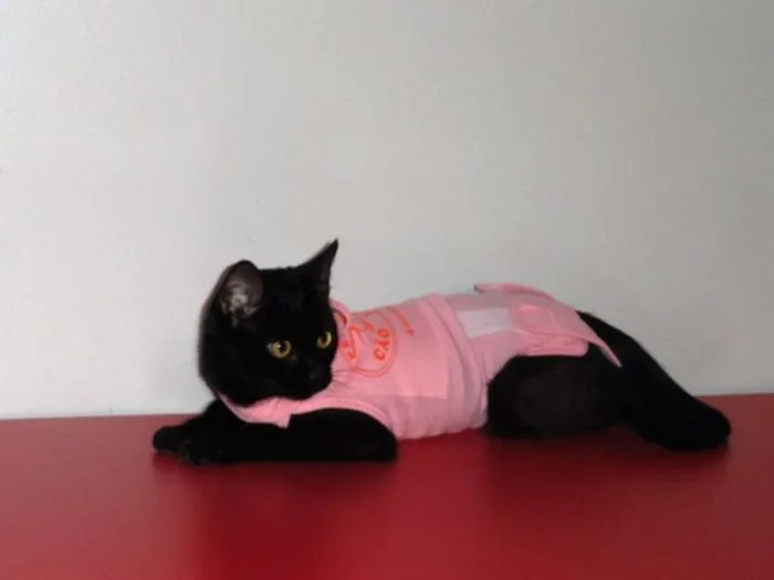 Gato ra a SRD idade 7 a 11 meses nome Tiffanny