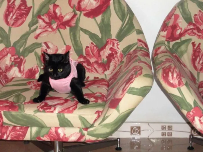 Gato ra a SRD idade 7 a 11 meses nome Tiffanny