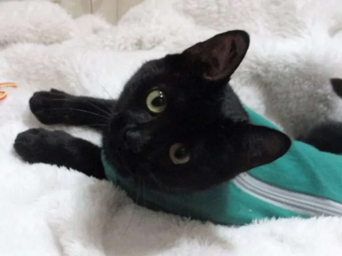 Gato ra a SRD idade 7 a 11 meses nome Tiffanny